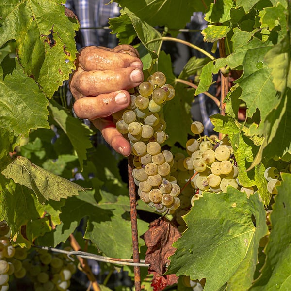 Trapan Winery - Irena & Bruno Trapan