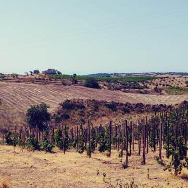 Azienda Agricola Calogero Caruana - Calogero Caruana