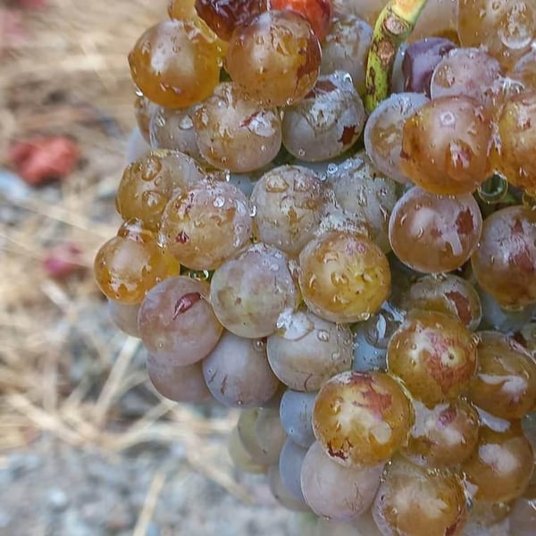 Domaine Du Sablier - Camille Mege