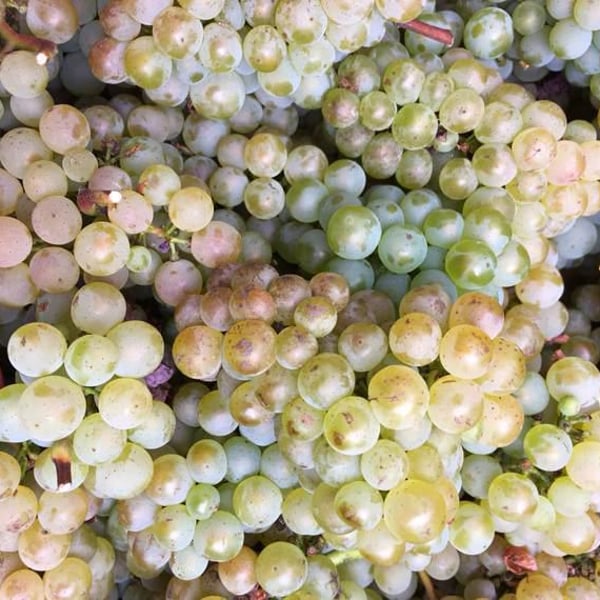 Vin des Coteaux de Giverny - Camille Ravinet