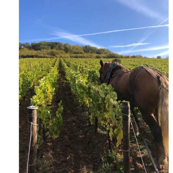Vin des Coteaux de Giverny - Camille Ravinet