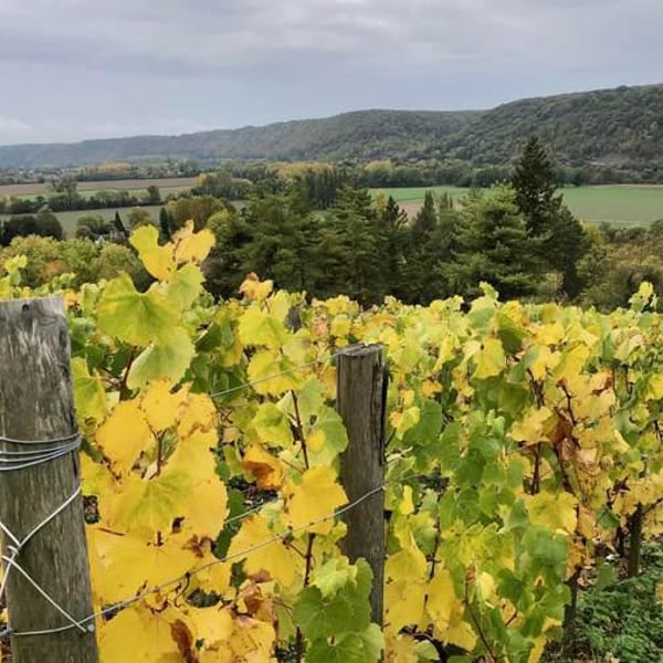 Vin des Coteaux de Giverny - Camille Ravinet