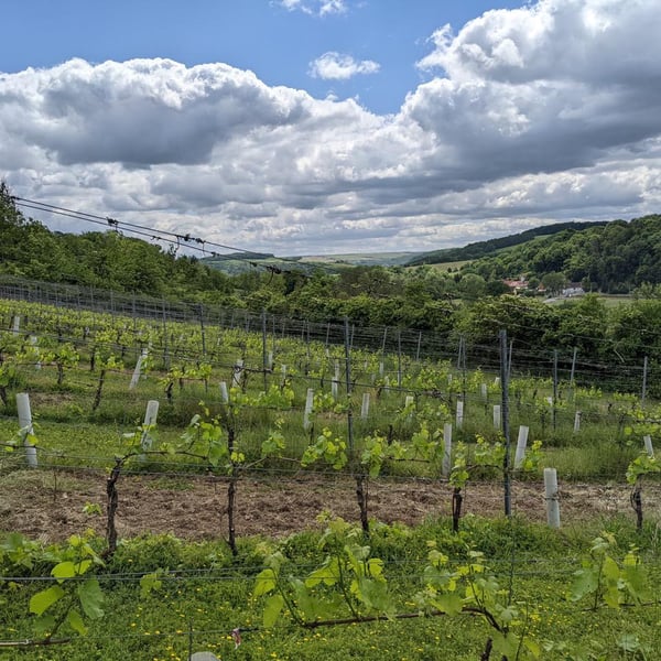 Weingut Carl-Friedrich L. Walther - Carl-Friedrich L. Walther