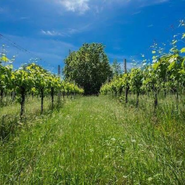 ClosForano - Azienda Agricola S. Francesco S.S. Di Bocchini U. & C. - Carlotta & Christophe Fustinoni