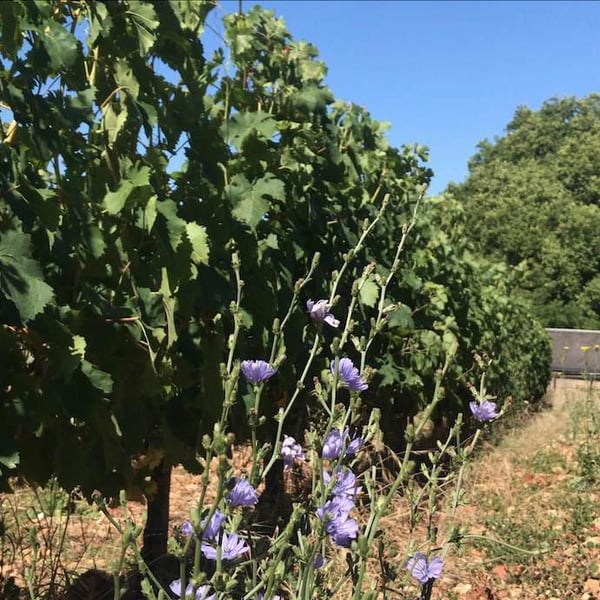Jardins de Fleury - Carole Kohler