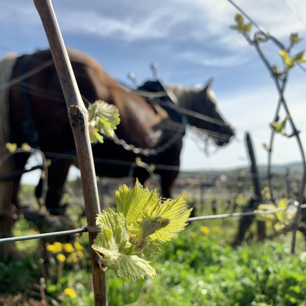 Domaine de l'Aubraine - Caroline & Thibaut Pariset