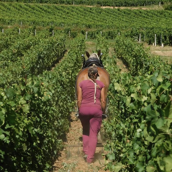Domaine de l'Aubraine - Caroline & Thibaut Pariset