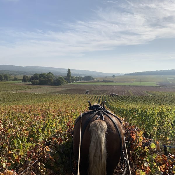Domaine de l'Aubraine - Caroline & Thibaut Pariset