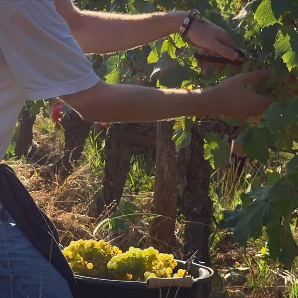 Domaine de l'Aubraine - Caroline & Thibaut Pariset