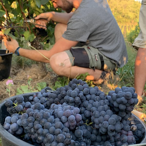 Domaine de l'Aubraine - Caroline & Thibaut Pariset