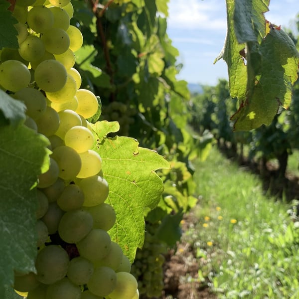 Domaine de l'Aubraine - Caroline & Thibaut Pariset