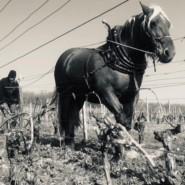 Domaine de l'Aubraine - Caroline & Thibaut Pariset