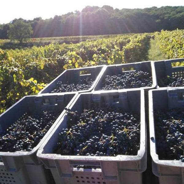 Clos les Mets d'Ames - Céline Oulié et Cedrik Dubois