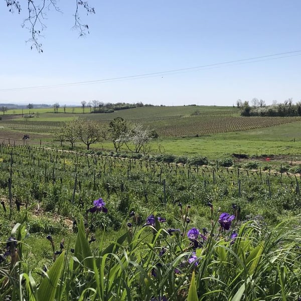 Domaine Cinq Peyres / V Peyres - Charles Bonnafont