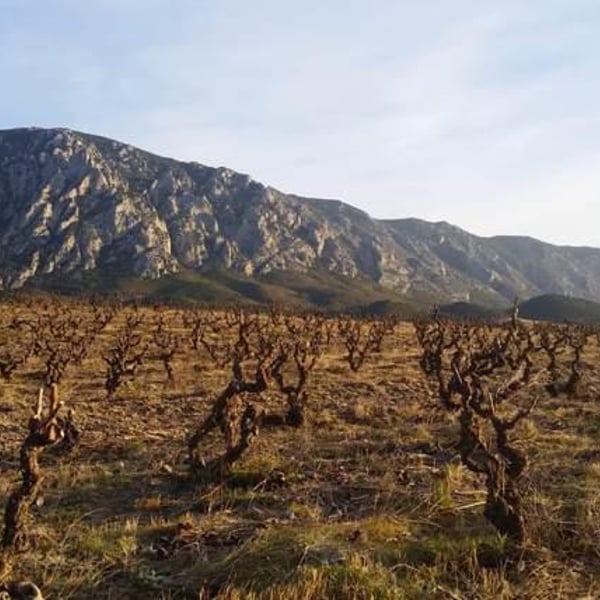 Clos Des Vins D'Amour - Charles Dornier