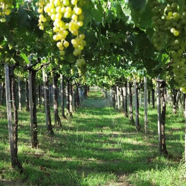 Cantina Ribelà - Chiara Bianchi & Daniele Presutti