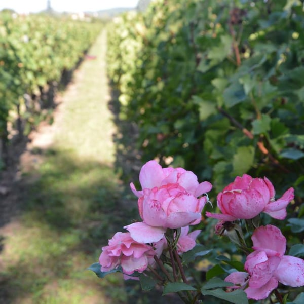 Château Franc La Fleur - Christian Jacquement