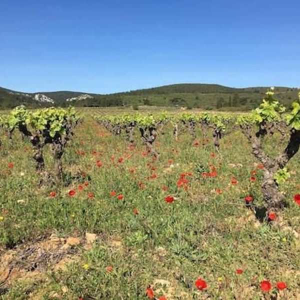 Domaine Du Phénix - Christian Marti