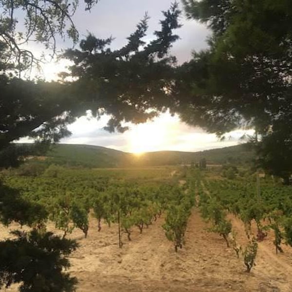 Domaine Du Phénix - Christian Marti