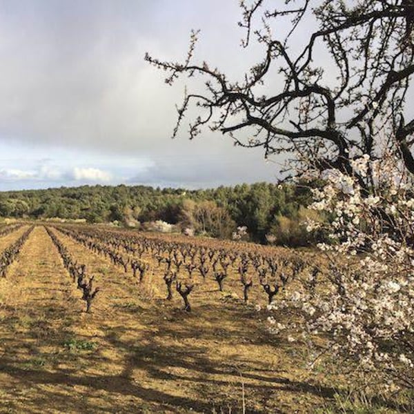 Domaine Du Phénix - Christian Marti