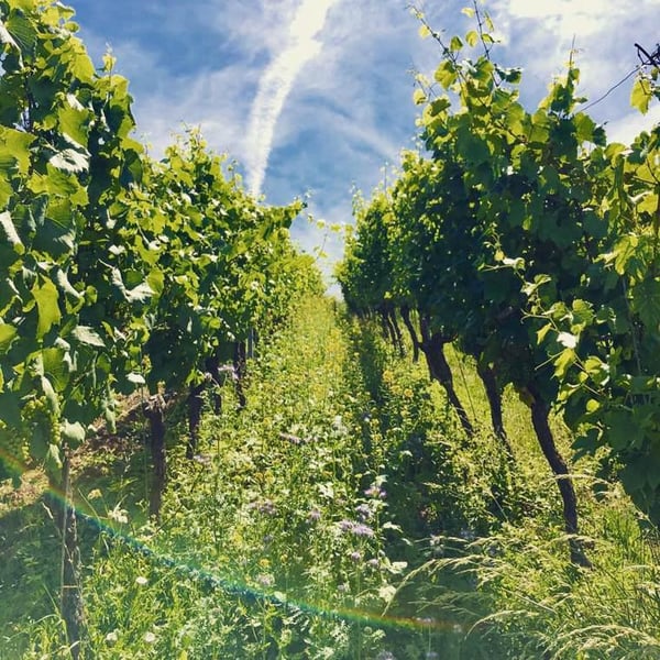 Weingut Wasenhaus - Christoph Wolber & Alexander Götze