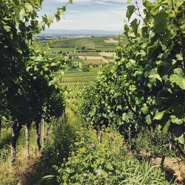 Weingut Wasenhaus - Christoph Wolber & Alexander Götze