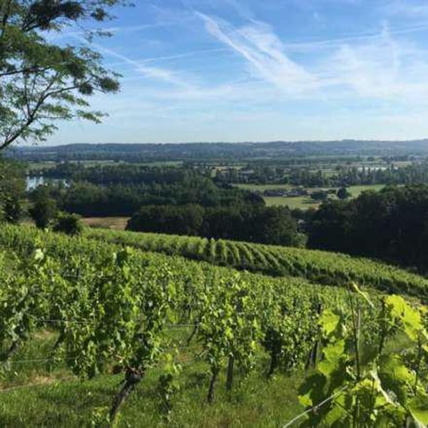Vignobles Pueyo - Christophe Pueyo