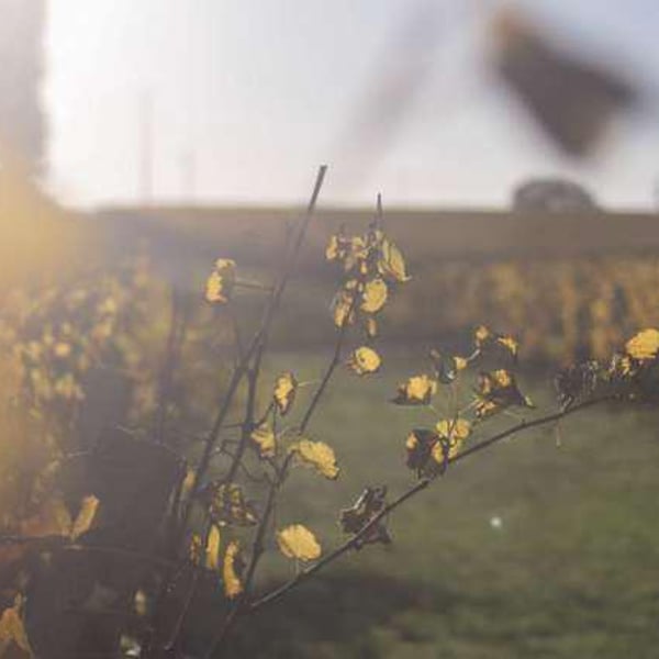 Vignobles Pueyo - Christophe Pueyo
