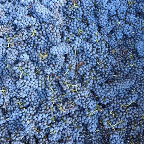 Domaine Chasselay - Claire & Fabien Chasselay