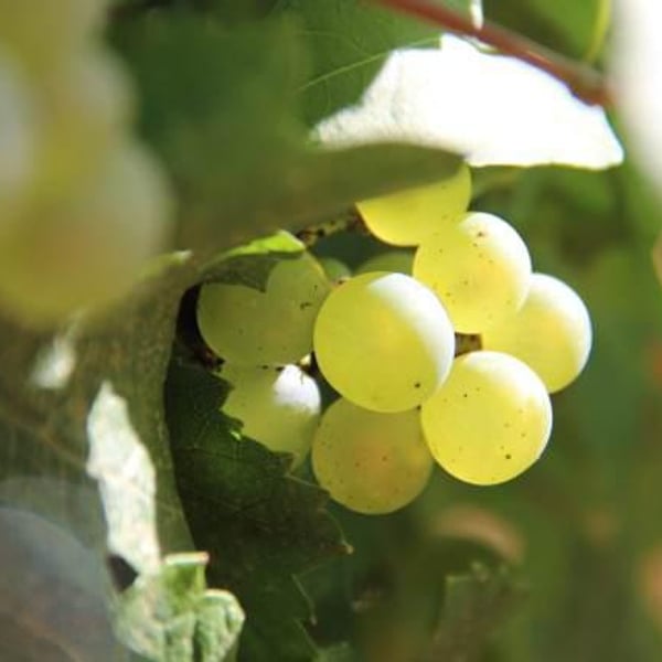 Domaine Chasselay - Claire & Fabien Chasselay