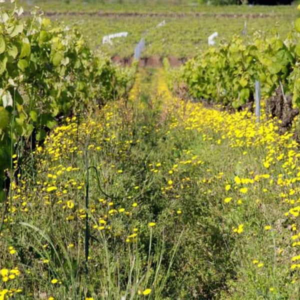Domaine de L'Ecu - Claire & Fred NIGER