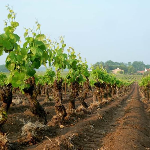 Domaine de L'Ecu - Claire & Fred NIGER