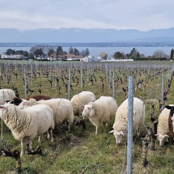 Domaine des Champs-Lingots - Claude-Alain Chollet