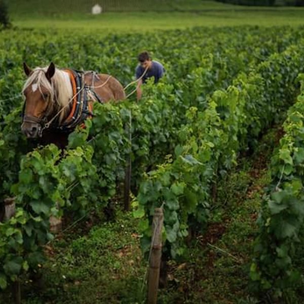 Domaine Chandon de Briailles - Claude & François de Nicolay