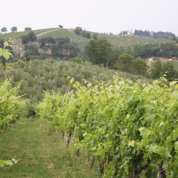 Podere le Volute - Claudia Galgani