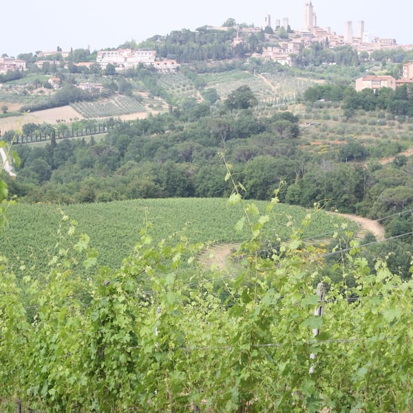 Podere le Volute - Claudia Galgani