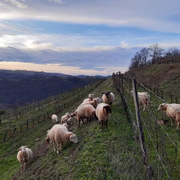 Domaine des Costes Rouges - Claudine & Eric Vinas