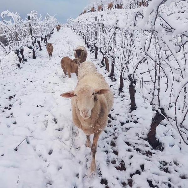 Domaine des Costes Rouges - Claudine & Eric Vinas