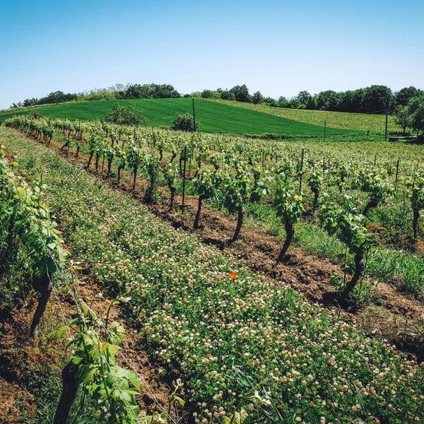 Domaine de La Petite Tuile - Clémence & Clément Debord