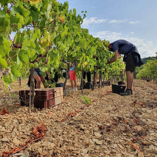 Domaine de l’Or Vert - Clément Jeannoulot & Aurélien Le Tellier