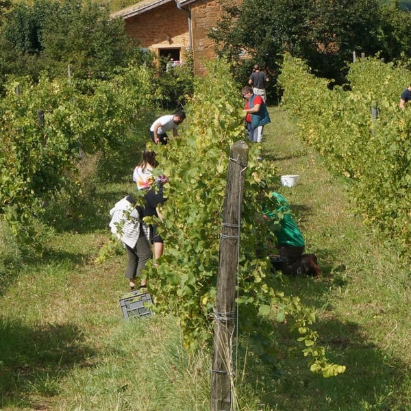 Vignenvie - Association Vignenvie