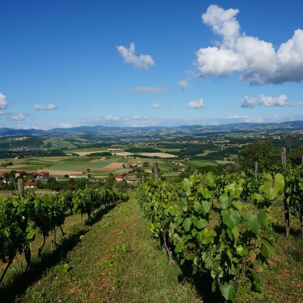 Vignenvie - Association Vignenvie