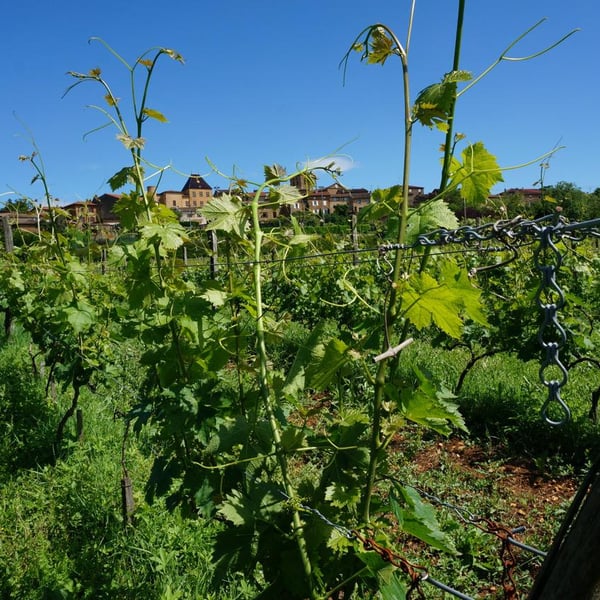 Vignenvie - Association Vignenvie