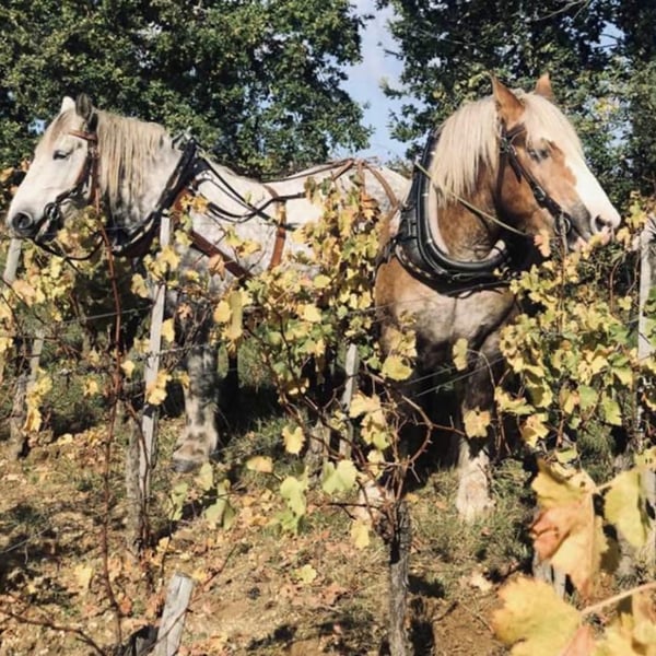 Domaine de Fréa - Cyrielle Houillon & Kenny Bentz