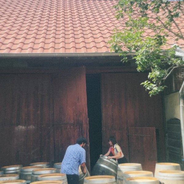 Soma Vines - Daisy Merrick & Antoine Lucchesi.