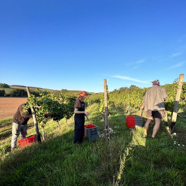 Soma Vines - Daisy Merrick & Antoine Lucchesi.