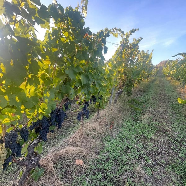 Domaine des Allues - Damien Schaller