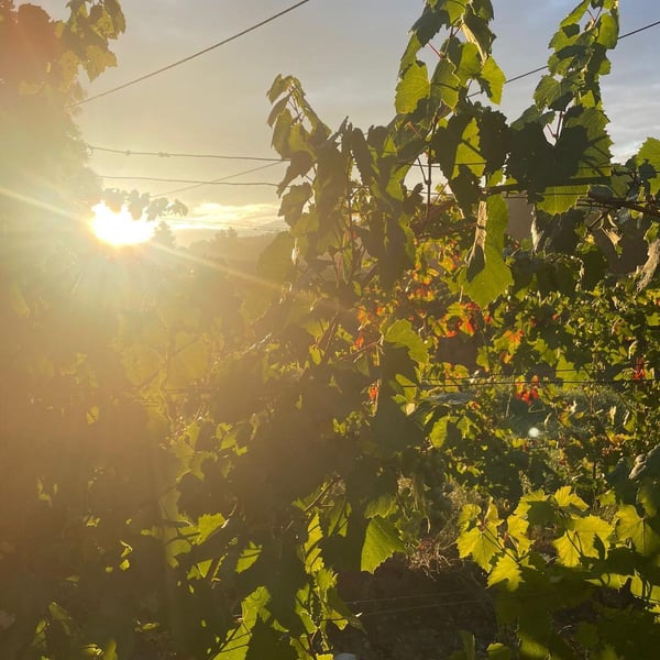 Domaine des Allues - Damien Schaller