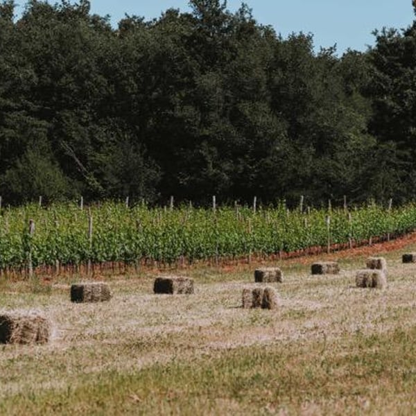 Ghira Winery - Damir Mihelić