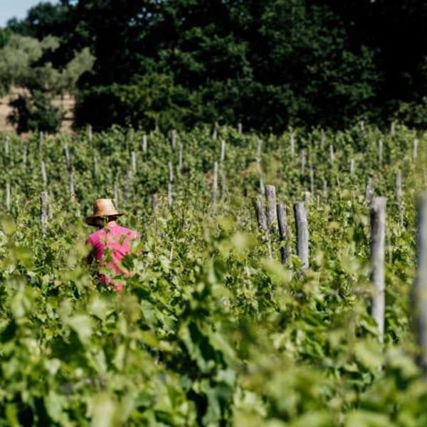Ghira Winery - Damir Mihelić